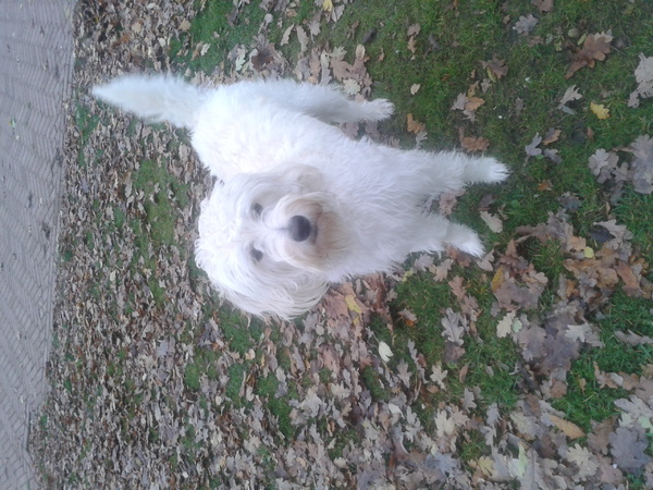 Labradoodle
