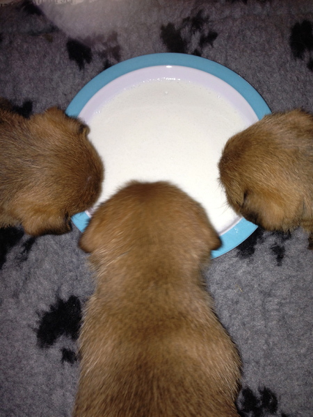 Corien Oostinga-de Lange