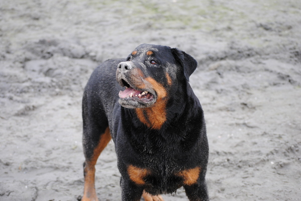 Rottweiler