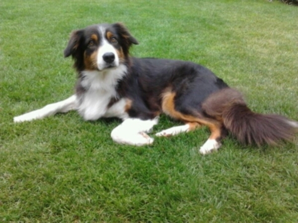 Australian Shepherd