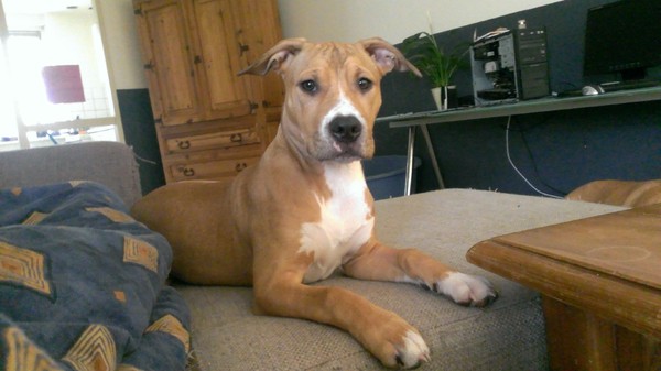 American Staffordshire Terrier