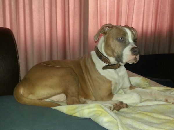 American Staffordshire Terrier