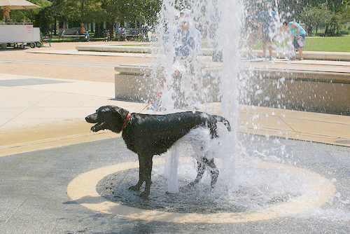Chip koelt lekker af...