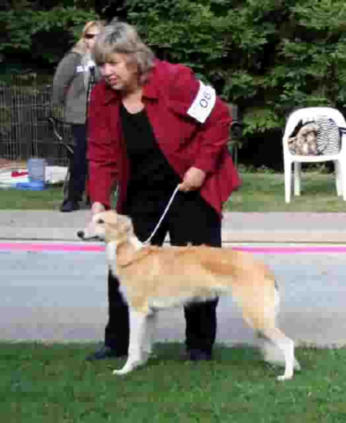 Alpenländische Dachsbracke