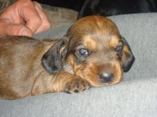 Alpenländische Dachsbracke