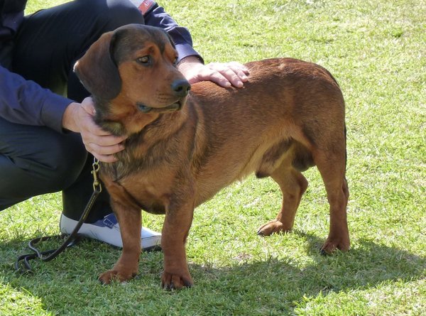 Alpenländische Dachsbracke