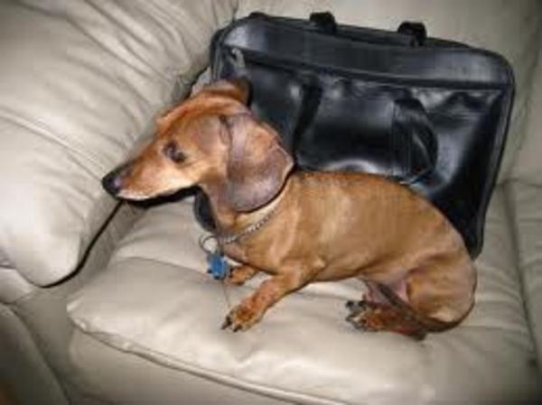 Alpenländische Dachsbracke