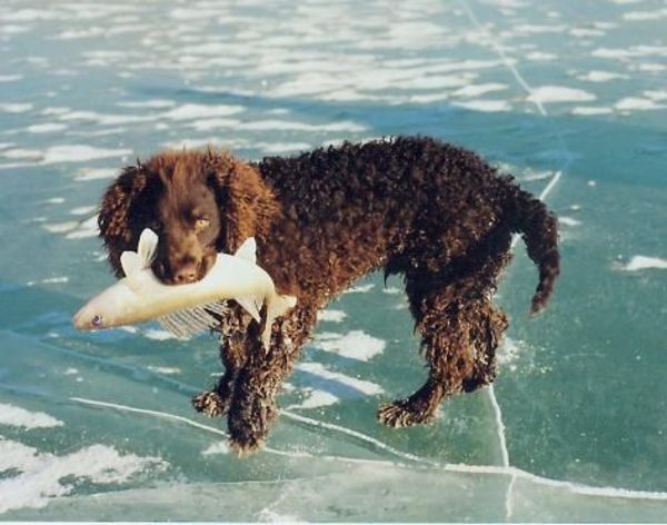 Amerikaanse Water Spaniel