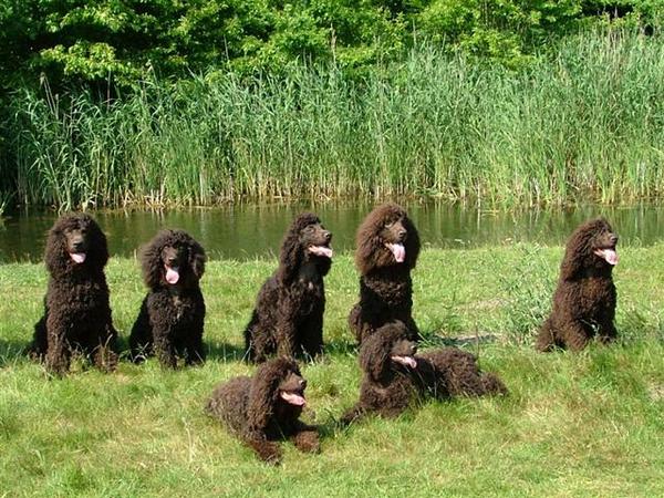 Amerikaanse Water Spaniel