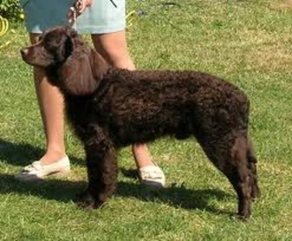 Amerikaanse Water Spaniel
