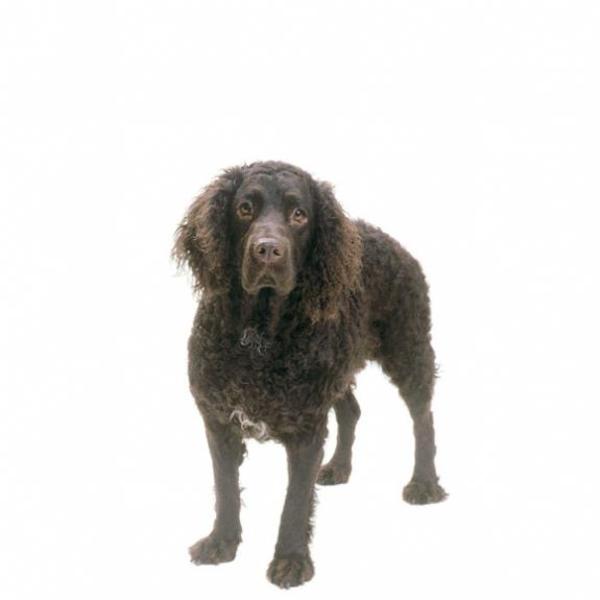 Amerikaanse Water Spaniel