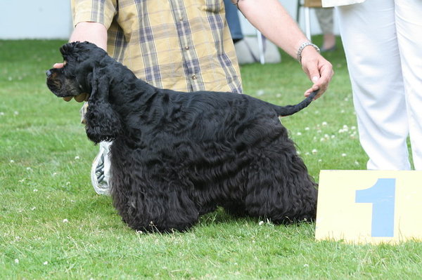 Amerikaanse Water Spaniel