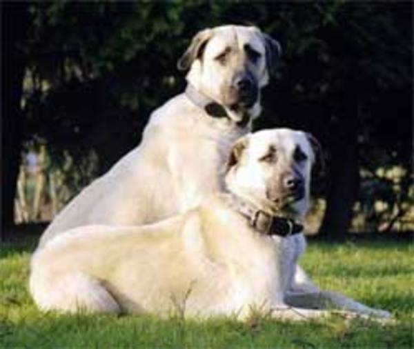 Anatolische Herdershond