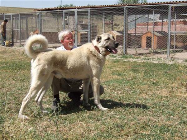 Anatolische Herdershond