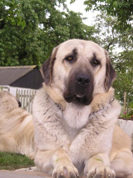 Anatolische Herdershond