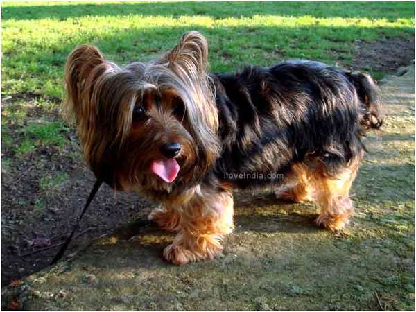 Australian Silky Terrier