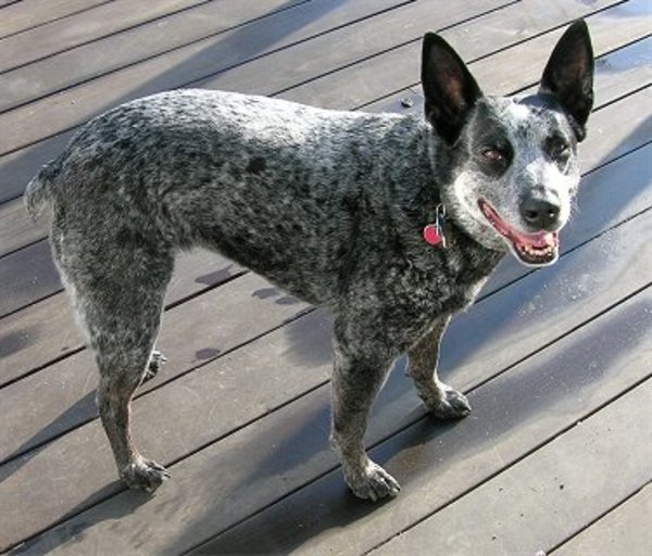 Australian Stumpy Tail Cattle Dog