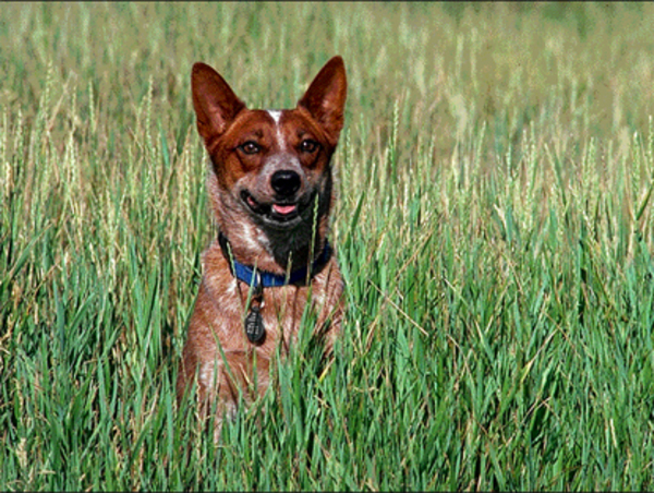 Australian Stumpy Tail Cattle Dog