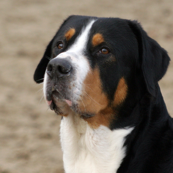 Grote Zwitserse Sennenhond