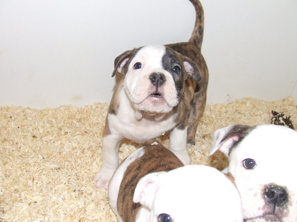 betuwebulls