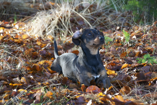 Dashond Standaard, korthaar
