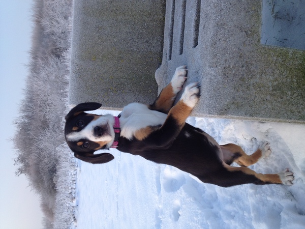 Entlebucher Sennenhond