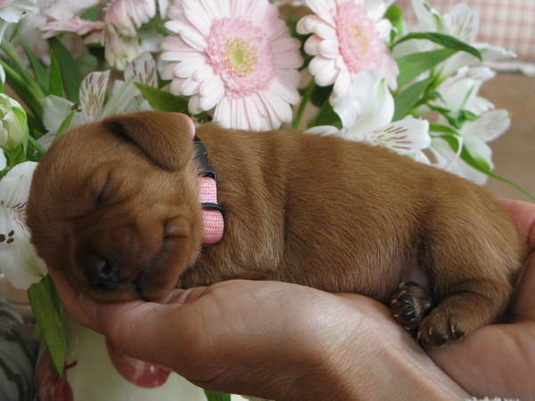Basset Fauve de Bretagne