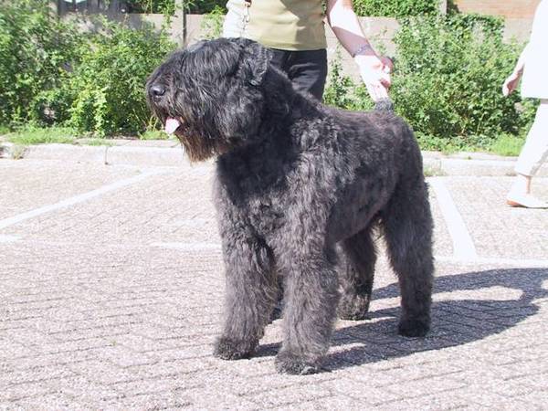 Bouvier des Flandres
