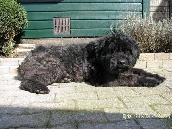 Bouvier des Flandres