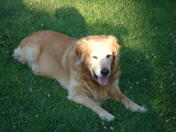 Golden Retriever