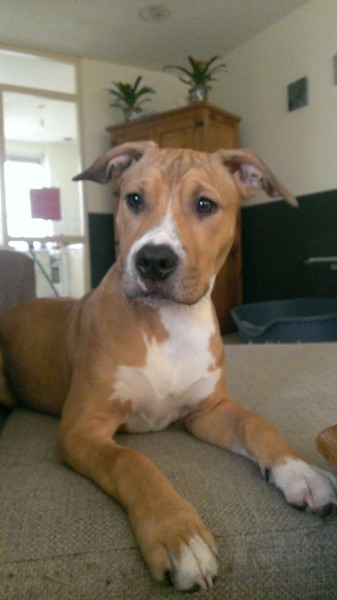 American Staffordshire Terrier