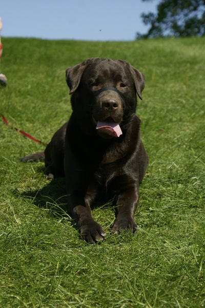 Labrador Retriever