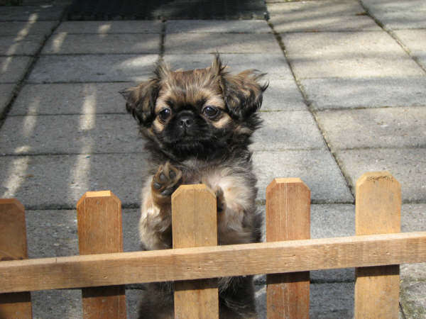 gluren over het hekje