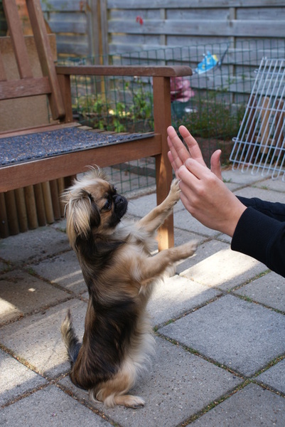 oefenen met het baasje