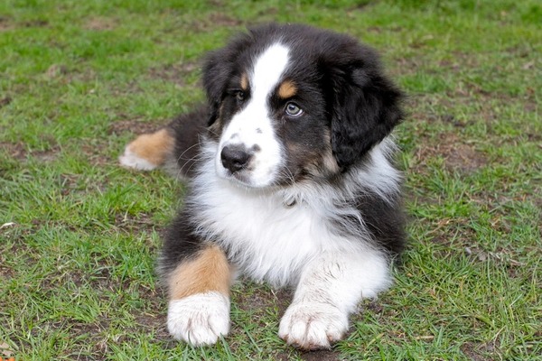 Berner Niederlaufhund