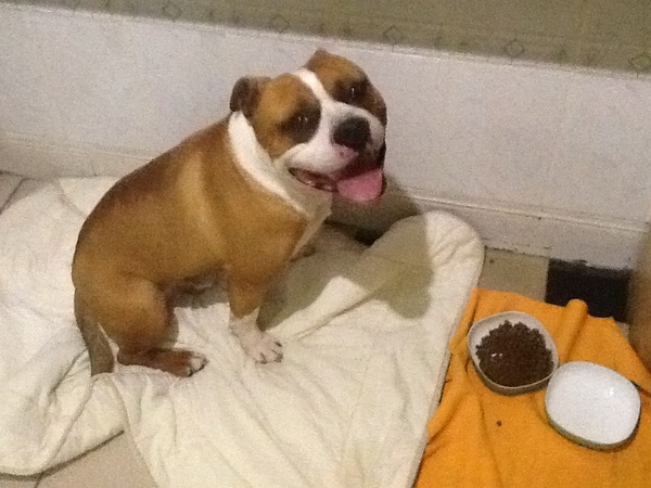 American Staffordshire Terrier