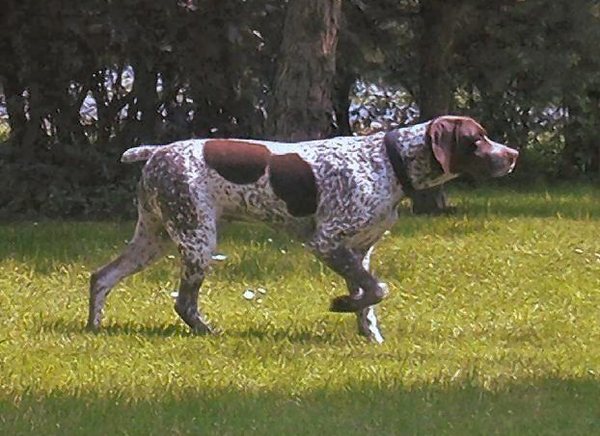 Braque Français, type Gascogne