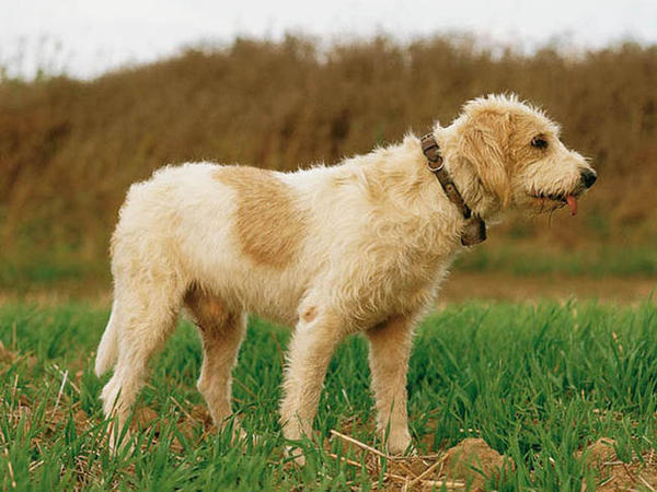 Briquet griffon vendéen