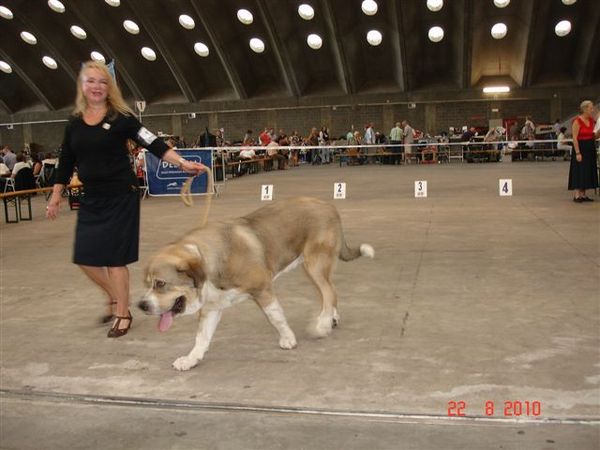 Cão da Serra da Estrela, korthaar