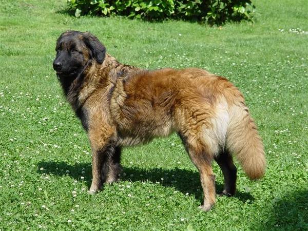 Cão da Serra da Estrela, langhaar
