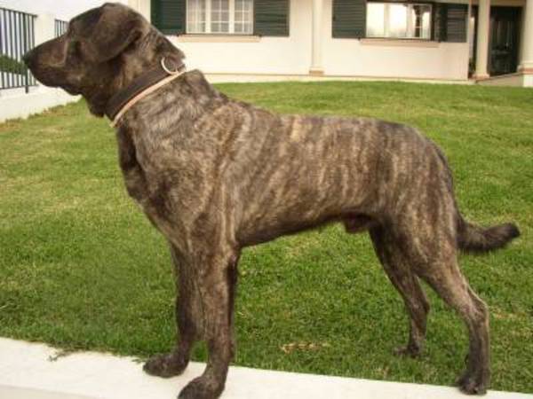 Cão de Castro Laboreiro