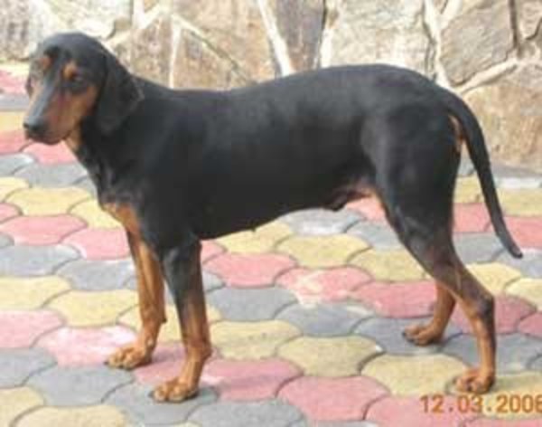 Crnogorski Planinski Gonic