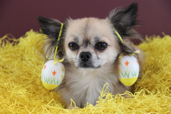 chica wenst alle hondjes een zalig pasen toe!!