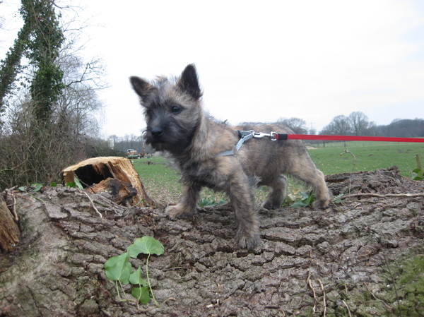 Cairn Terrier