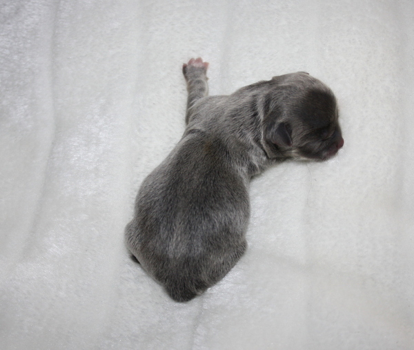chikechihuahua