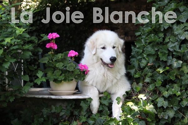 LA JOIE BLANCHE