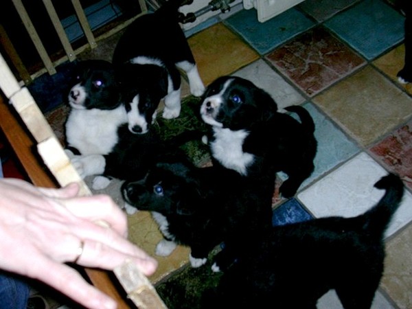 tommy's broertjes en zusjes