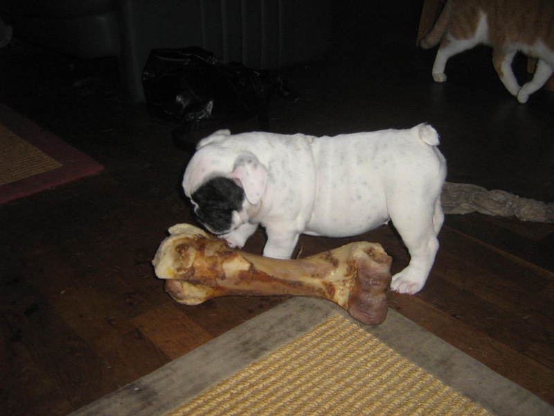 shiva voor het eerst met een ,,botje