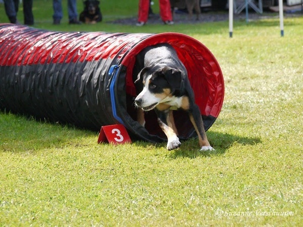 Grote Zwitserse Sennenhond