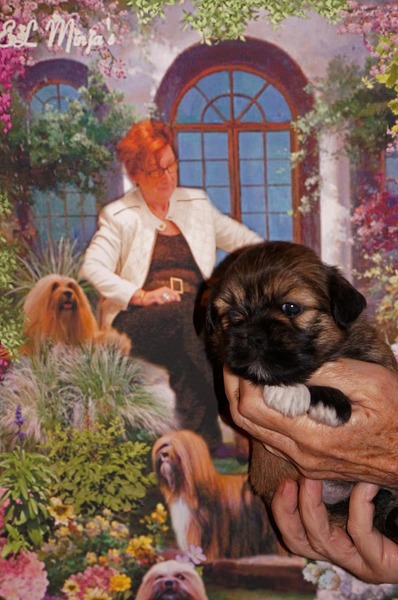 EL Minja's Lhasa Apso Topkennel